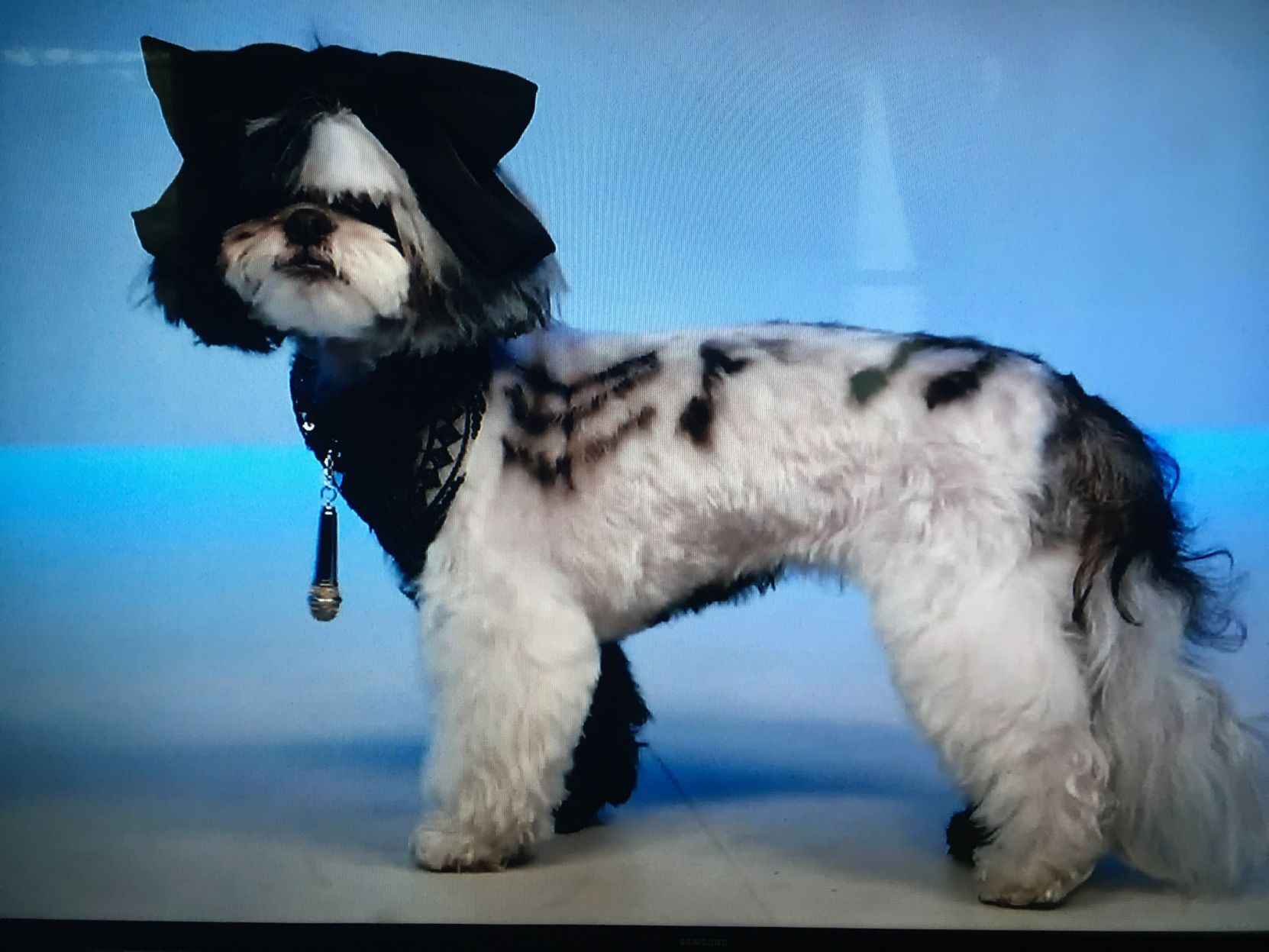 Dog resembling Sia